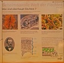 01 Was sind Flechten - GS